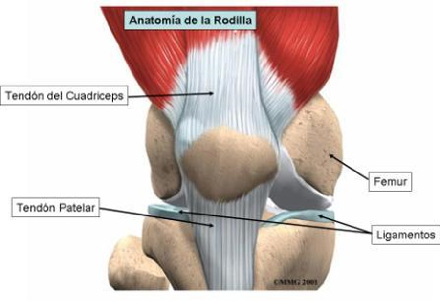 fisioterapia-iconica-sports-tendinosis-rotuliana