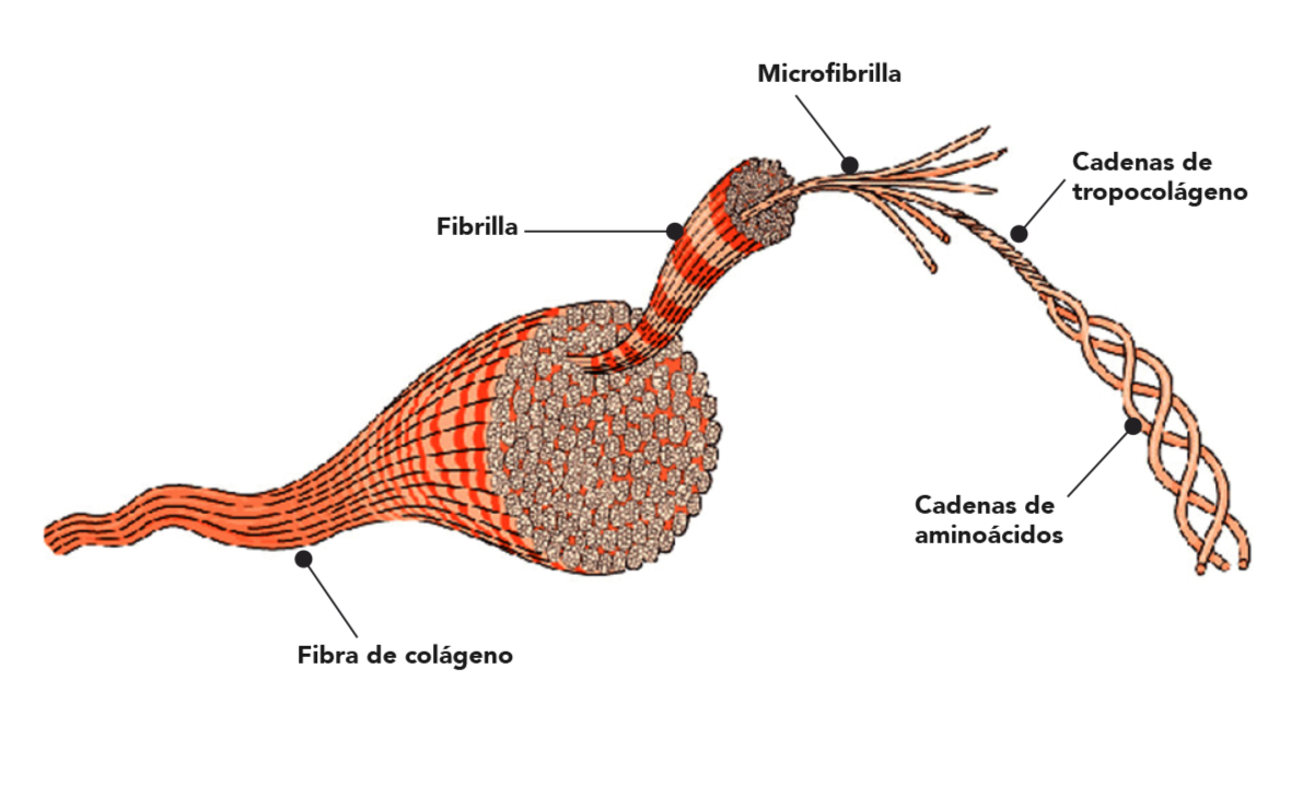 Organización micro y macro de las fibras de colágeno